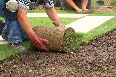 Roll of Sod for installation