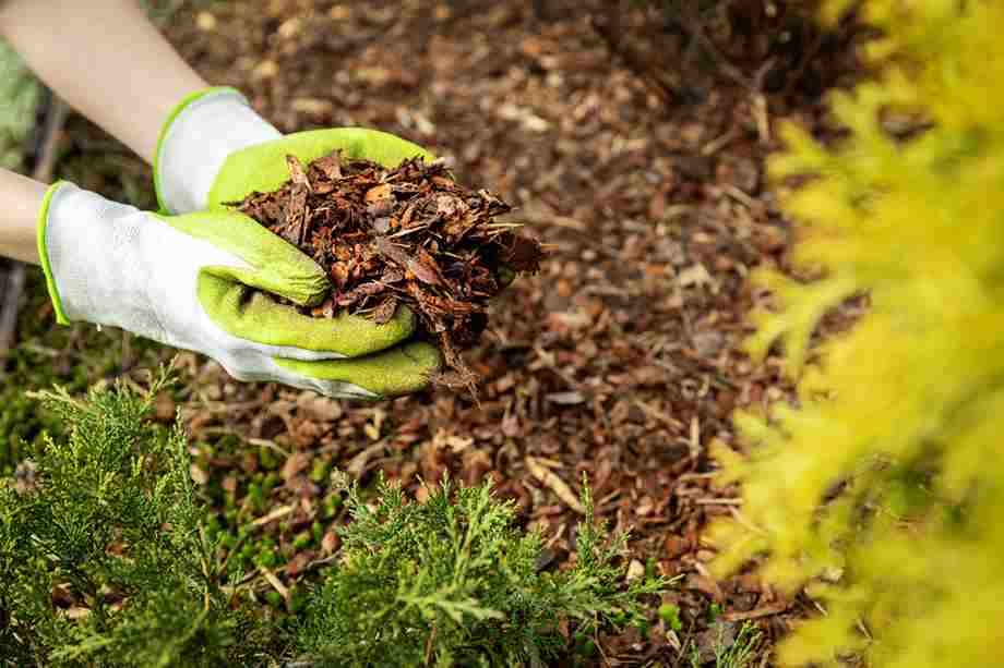 What is Organic Mulch | Landscape Improvements