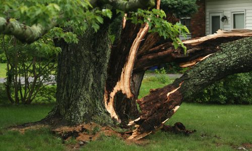 Tree Trunk Damage After Storm