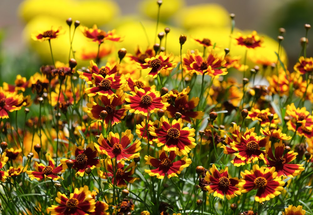 Flowering Coreopsis Or Parisian Beauty Plant Landscape Improvements | Landscape Improvements