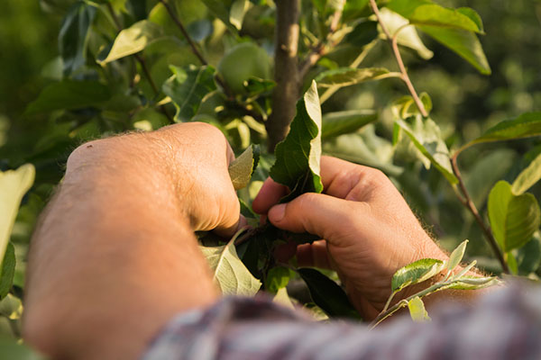 The All in One Arbor Care Service Provider You Need 2 | Landscape Improvements